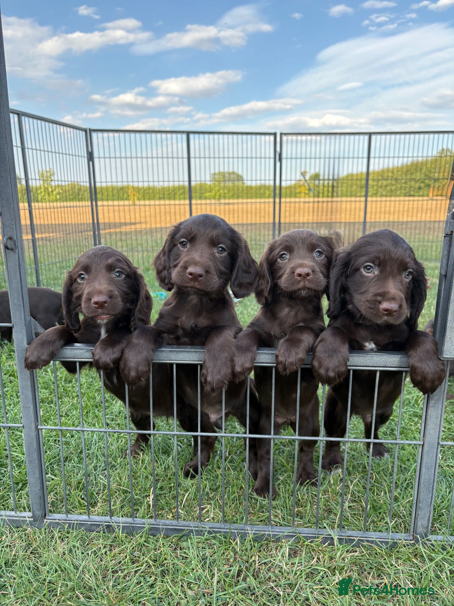 Sprocker dogs Fully DNA Health Tested F1 Sprocker Puppies - Advert 2