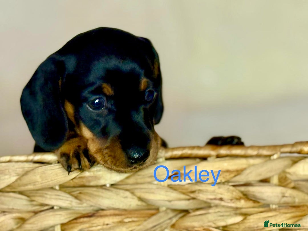 Miniature Dachshund dogs for sale: PRA clear super looking puppies - Image 6