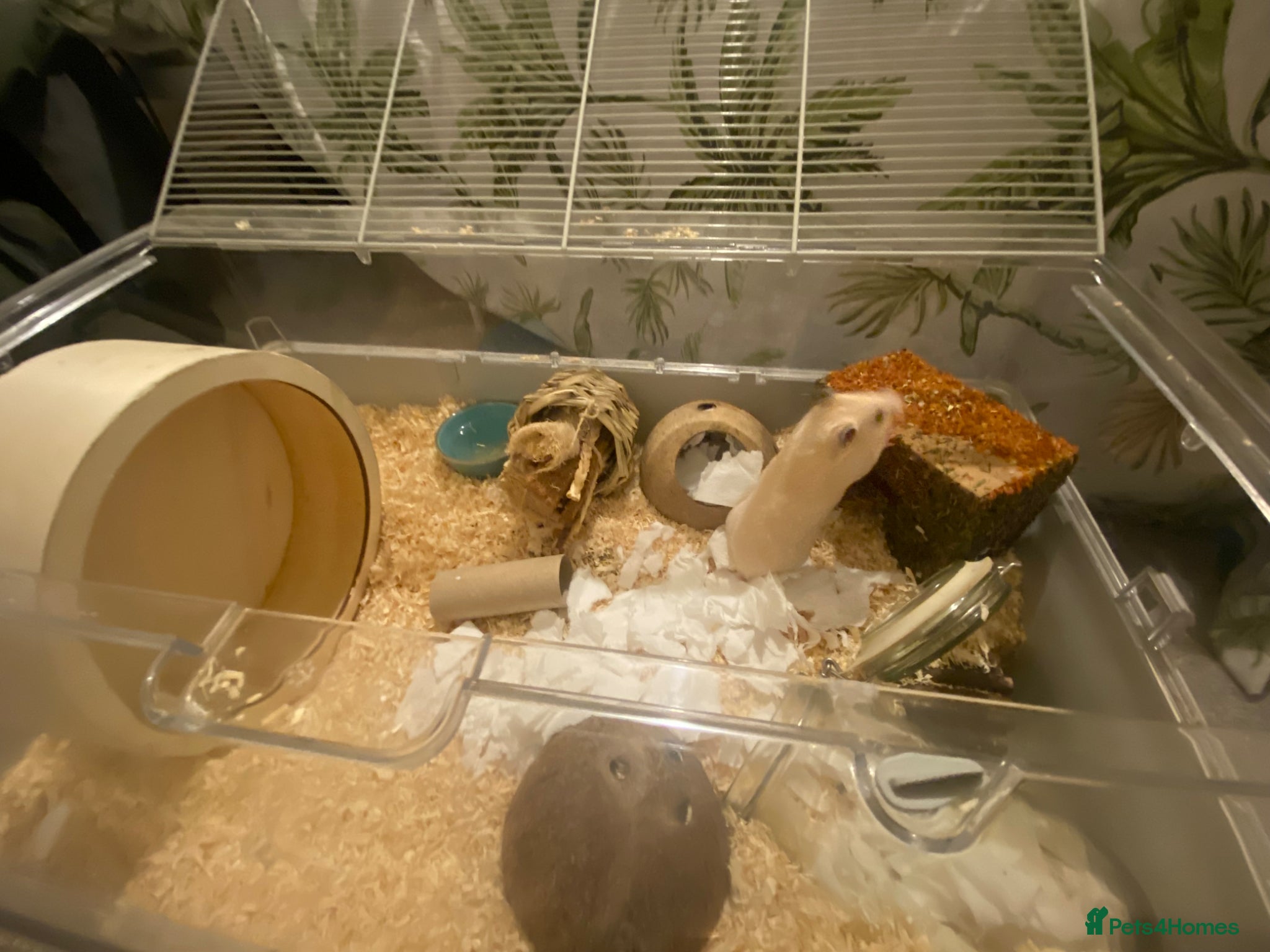 Hamster rodents for sale: Female Syrian Hamster Rehome in Great Yarmouth - Advert 6