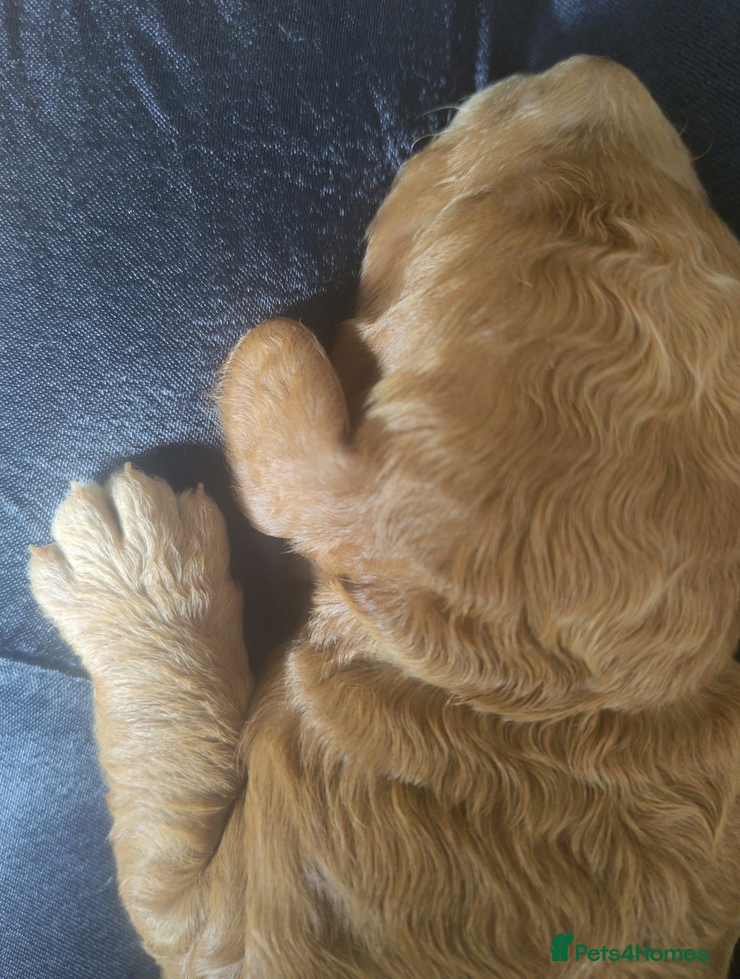 Cockapoo dogs for sale: Cockapoo Male Puppies for Sale | Take Home Sep - Image 2
