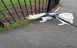 Japanese Akita Inu dogs for sale: White Japanese Akita Male  - Image 2