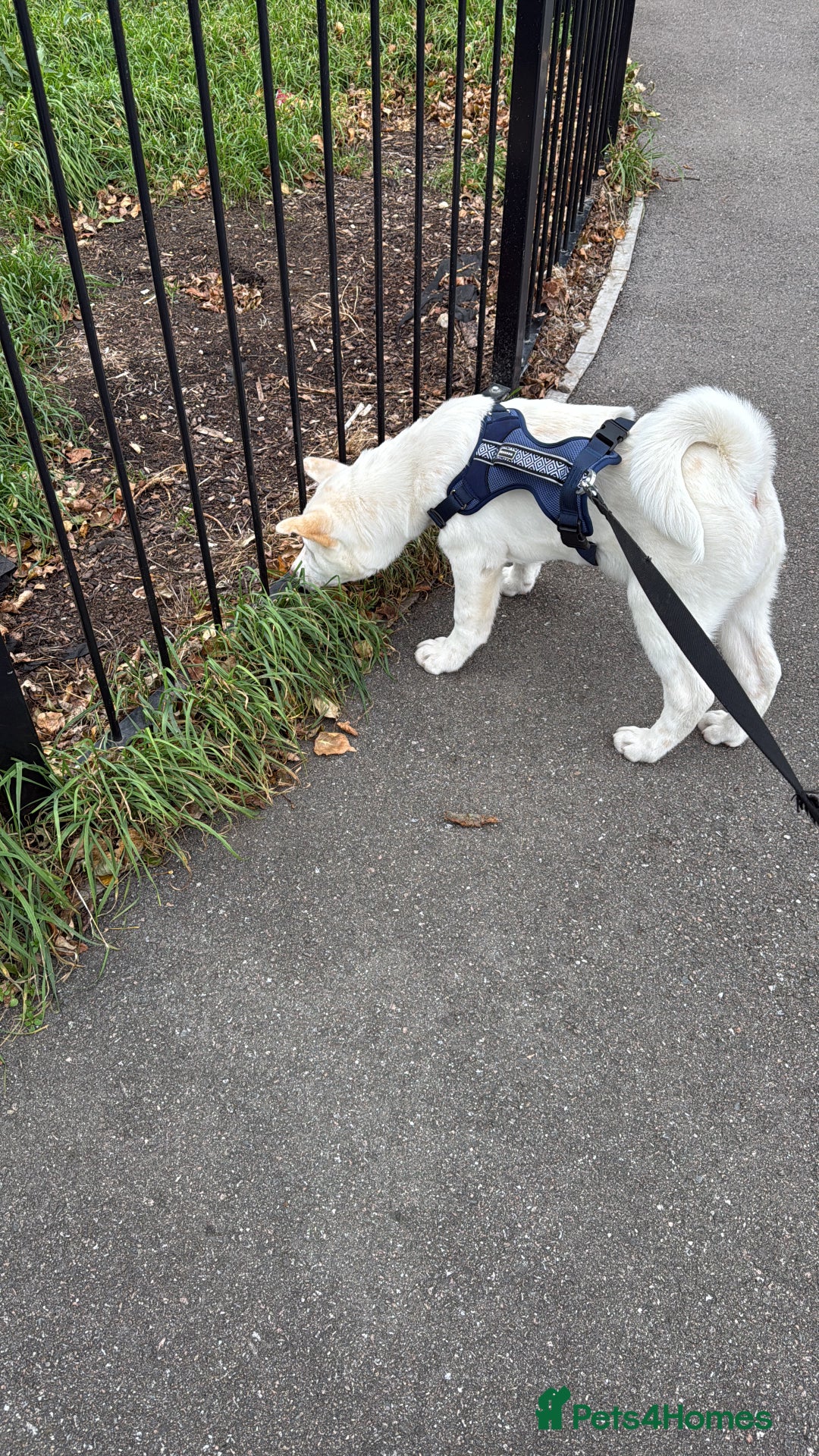 Japanese Akita Inu dogs for sale: White Japanese Akita Male  - Image 2