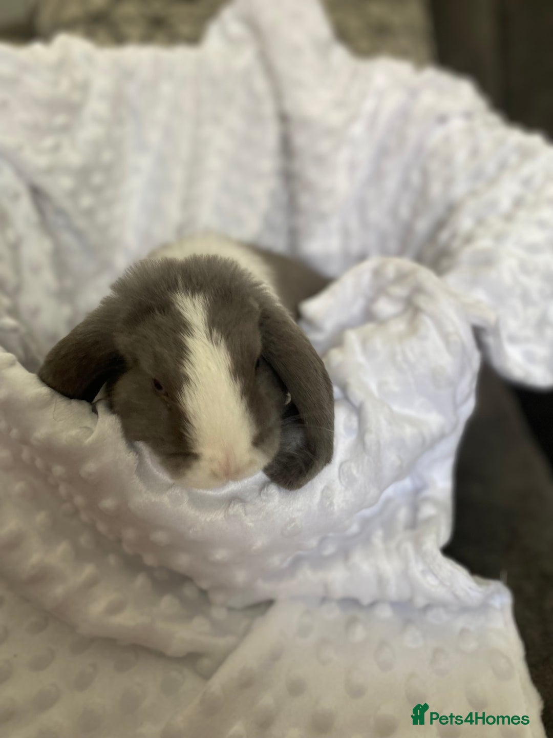 Mini Lop rabbits for sale: Mini lop kits  - Image 6