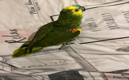 Parrots birds for sale: Baby Blue Fronted Amazon  - Image 4