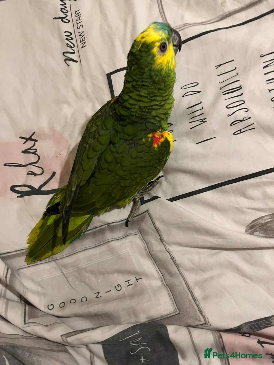 Parrots birds for sale: Baby Blue Fronted Amazon  - Image 4