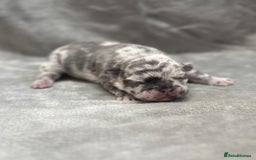 French Bulldog dogs for sale: 4 Beautiful Girl Frenchie's  - Image 8