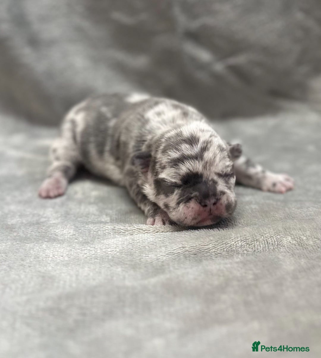 French Bulldog dogs for sale: 4 Beautiful Girl Frenchie's  - Image 8