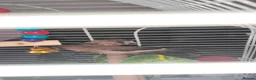 Finches birds for sale:  society finch  in Cardiff - Advert 2