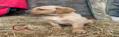 Labrador Retriever 7