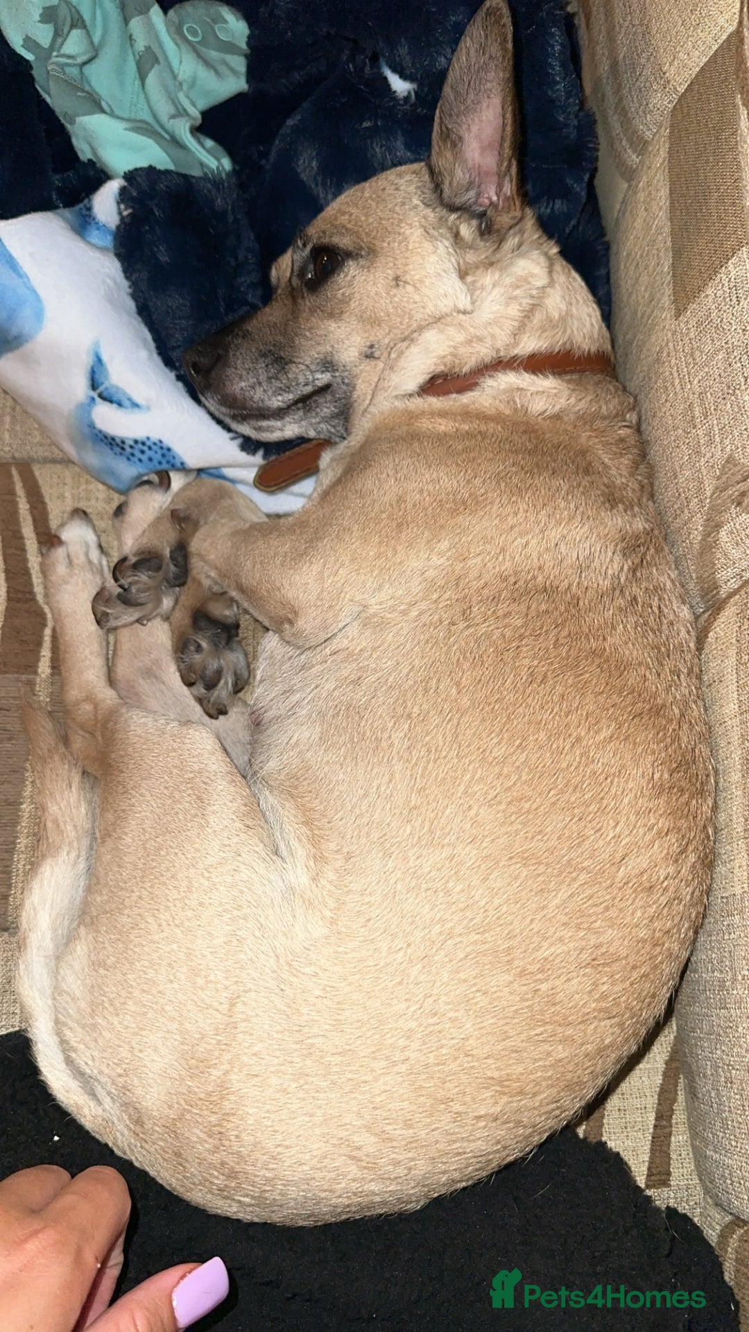Mixed Breed dogs for sale: Ivy to be rehomed  - Image 4