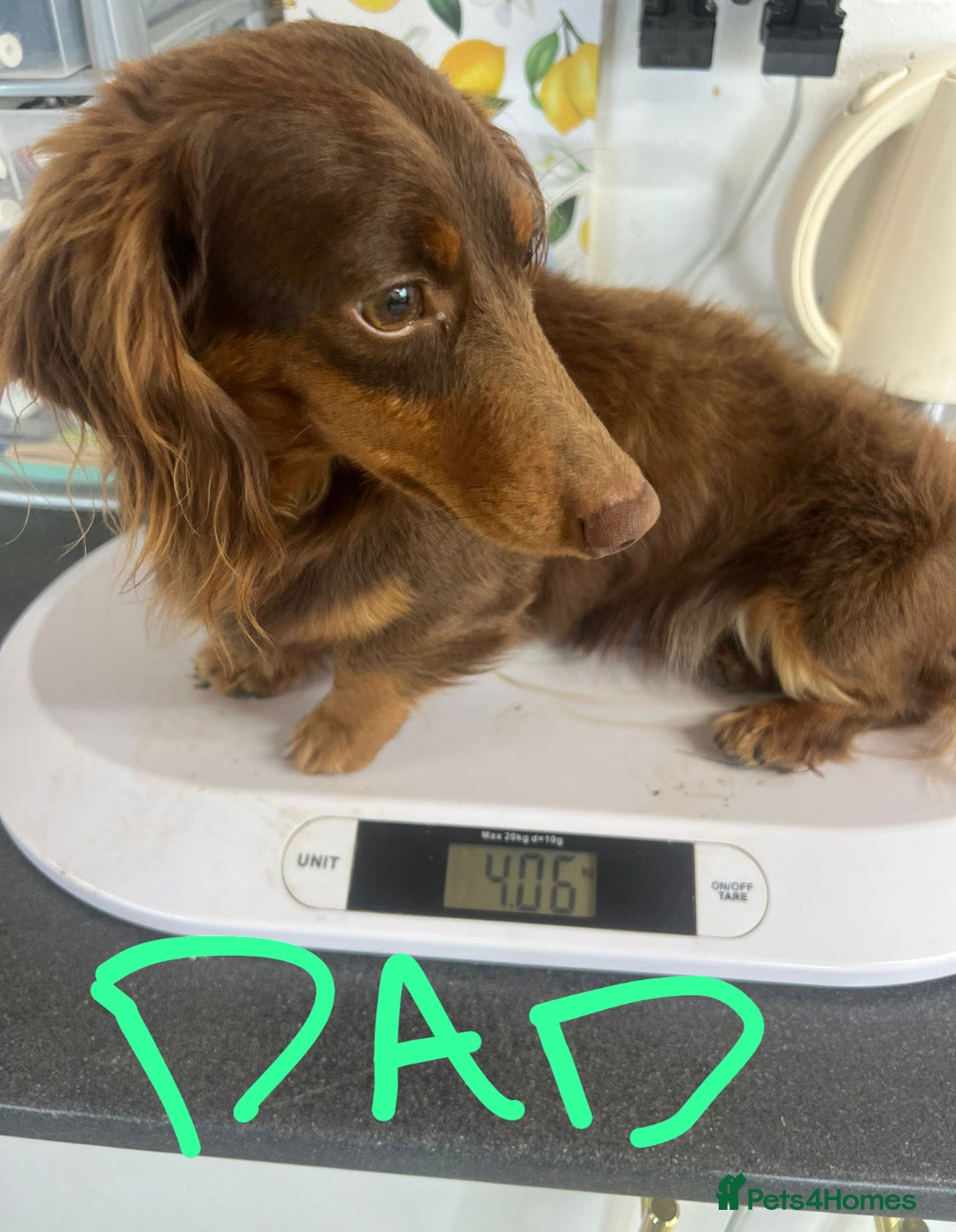 Dachshund dogs for sale: 4 mini dachshund pups - Image 10