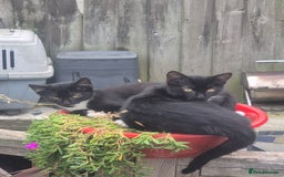 Domestic Shorthair cats for sale: Adopt a Kitten – Help Give Them a Loving Home - Image 4