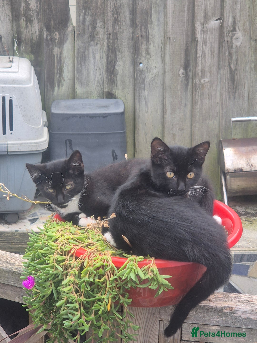 Domestic Shorthair cats for sale: Adopt a Kitten – Help Give Them a Loving Home - Image 4