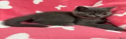 British Shorthair cats for sale:     British Shorthair Kittens – 3 Beautiful Girls - Advert 6