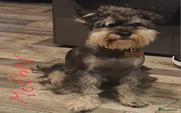 Mixed Breed dogs for sale: Mini Schnaucer/YorkshireTerrier Biewar - Image 10