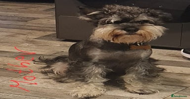 Mixed Breed dogs - Advert 11