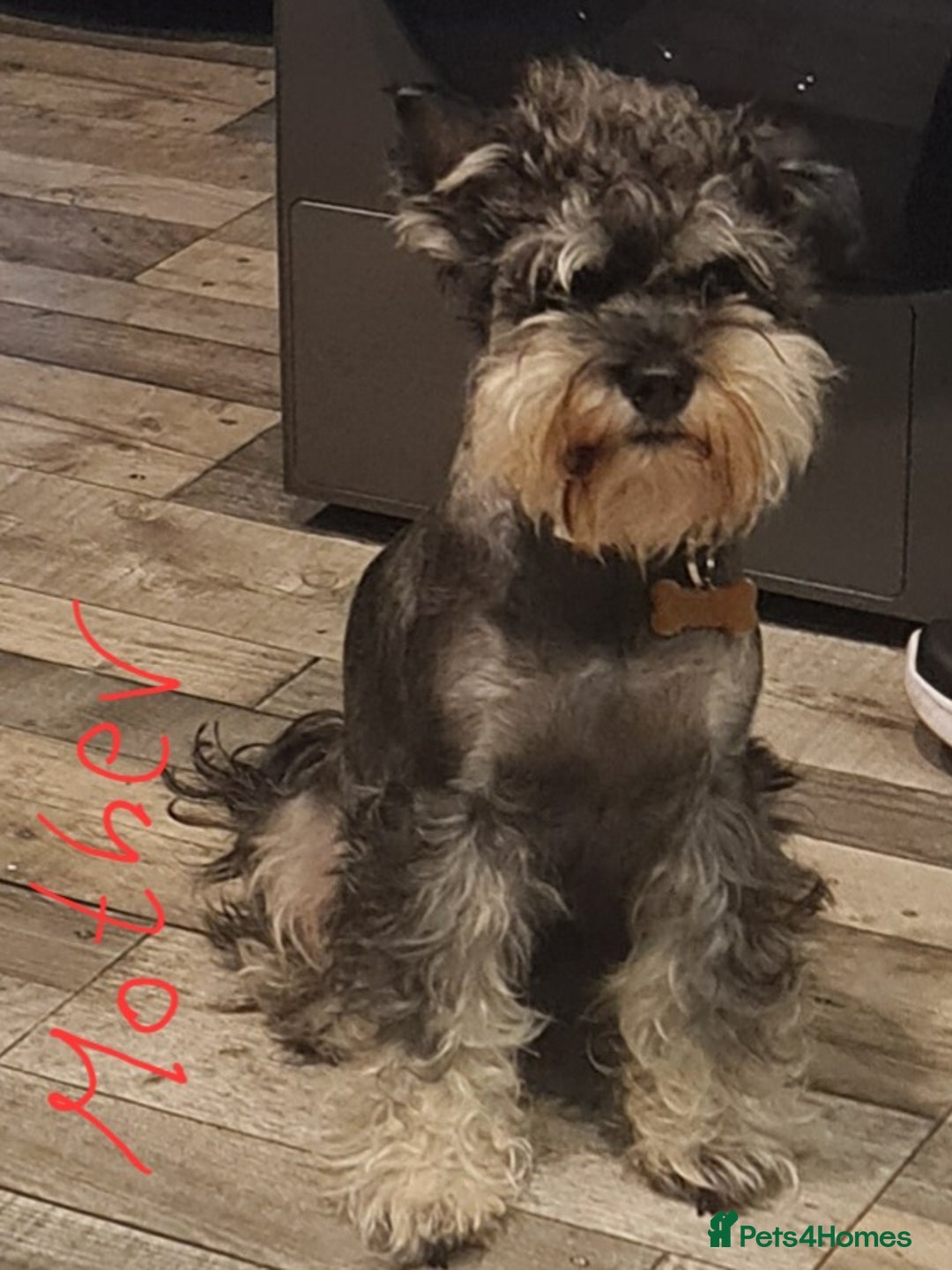 Mixed Breed dogs for sale: Mini Schnaucer/YorkshireTerrier Biewar - Image 10