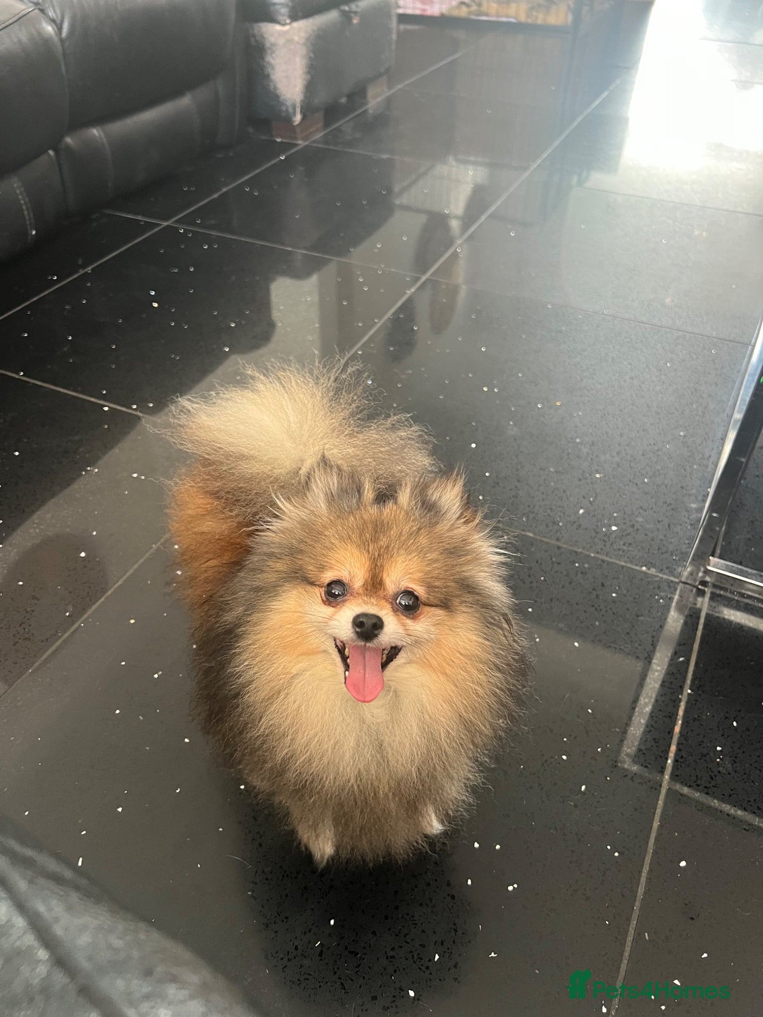 Pomeranian dogs for sale: Pomeranian Puppies Black & Tan Chocolate Sable - Advert 22