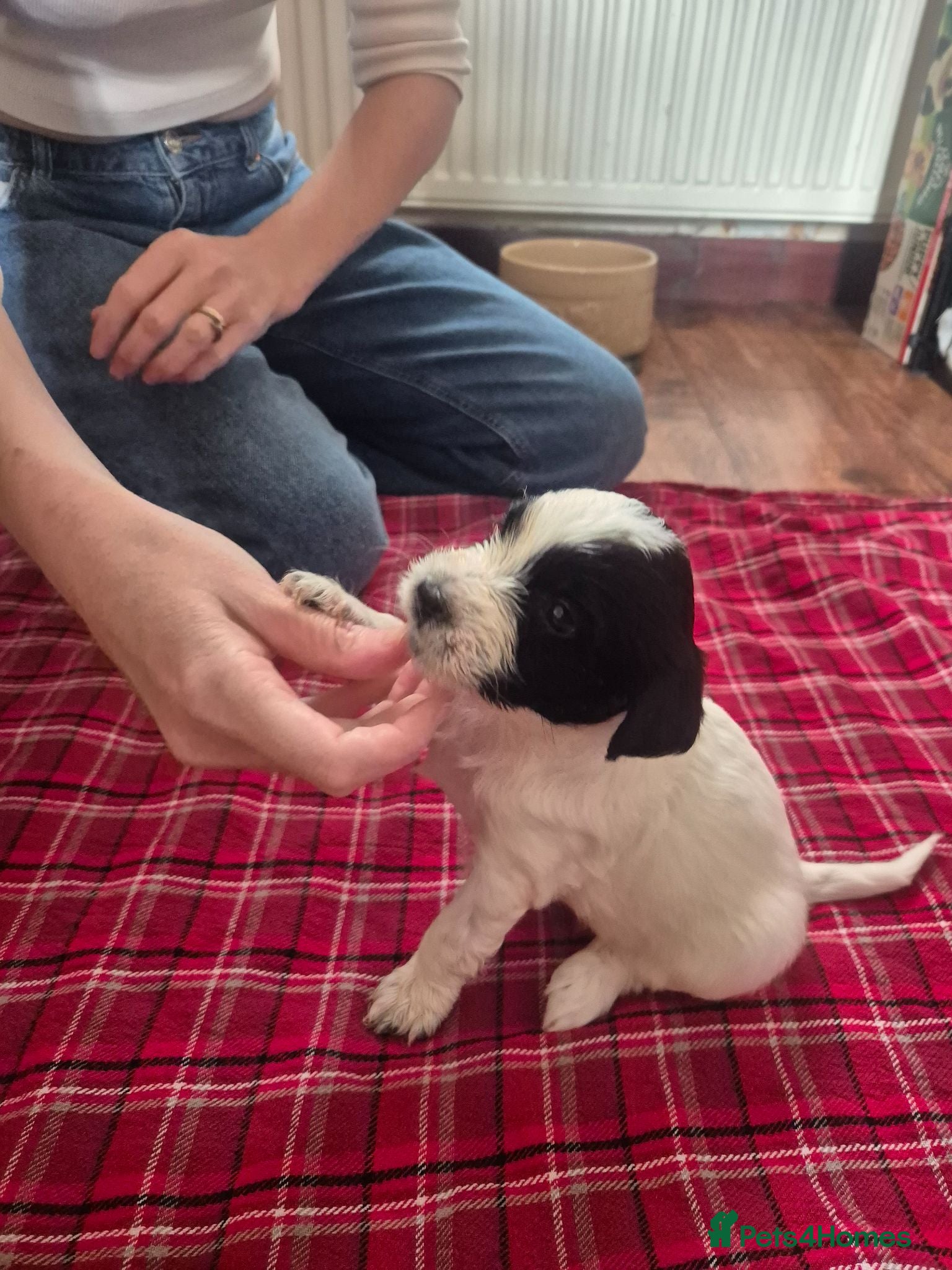 Mixed Breed dogs Tibetan Terrier x Sprocker Puppies - Advert 1