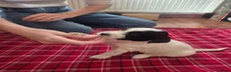 Mixed Breed dogs for sale: Tibetan Terrier x Sprocker Puppies in Dunfermline - Advert 19
