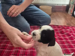 Mixed Breed dogs Tibetan Terrier x Sprocker Puppies - Advert 1