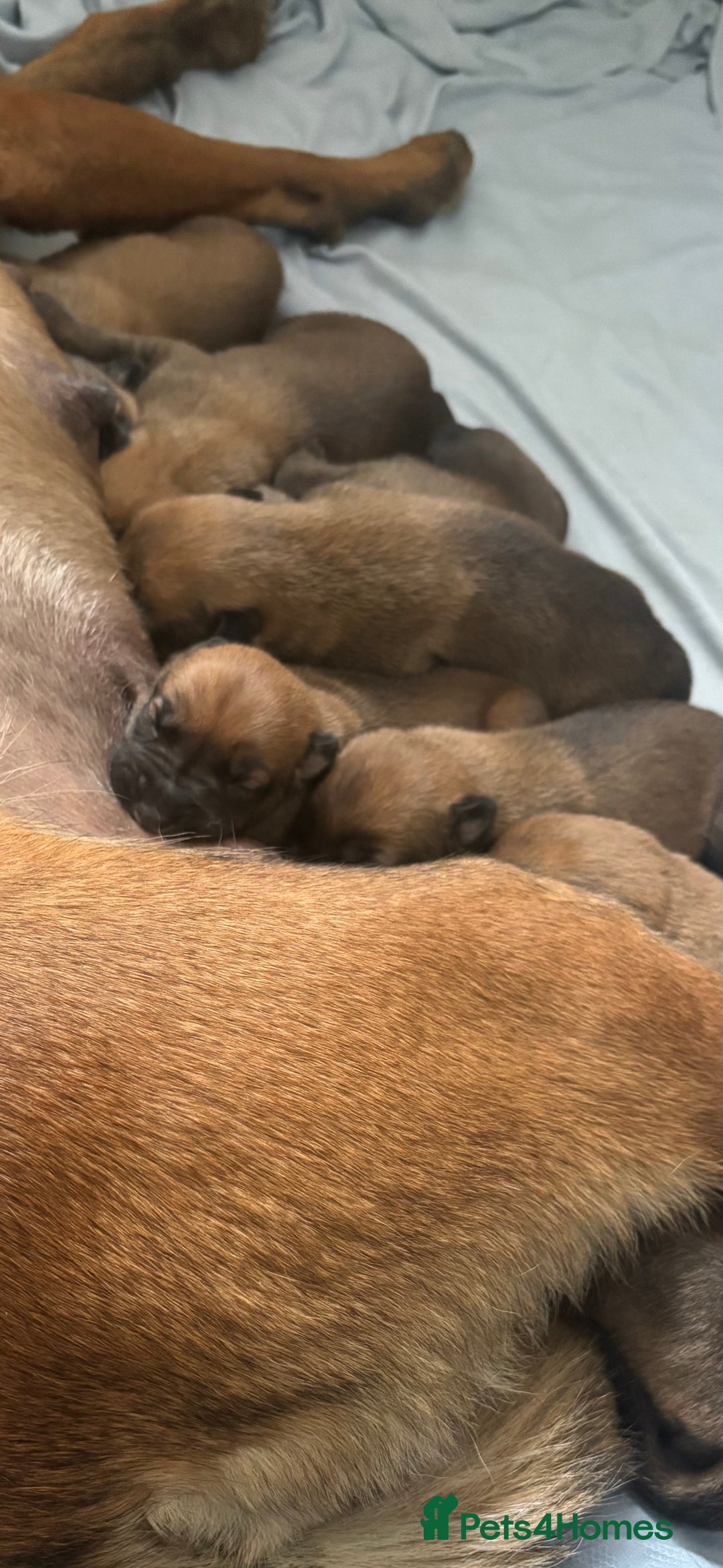 Mixed Breed dogs for sale: Mali puppies  - Advert 6