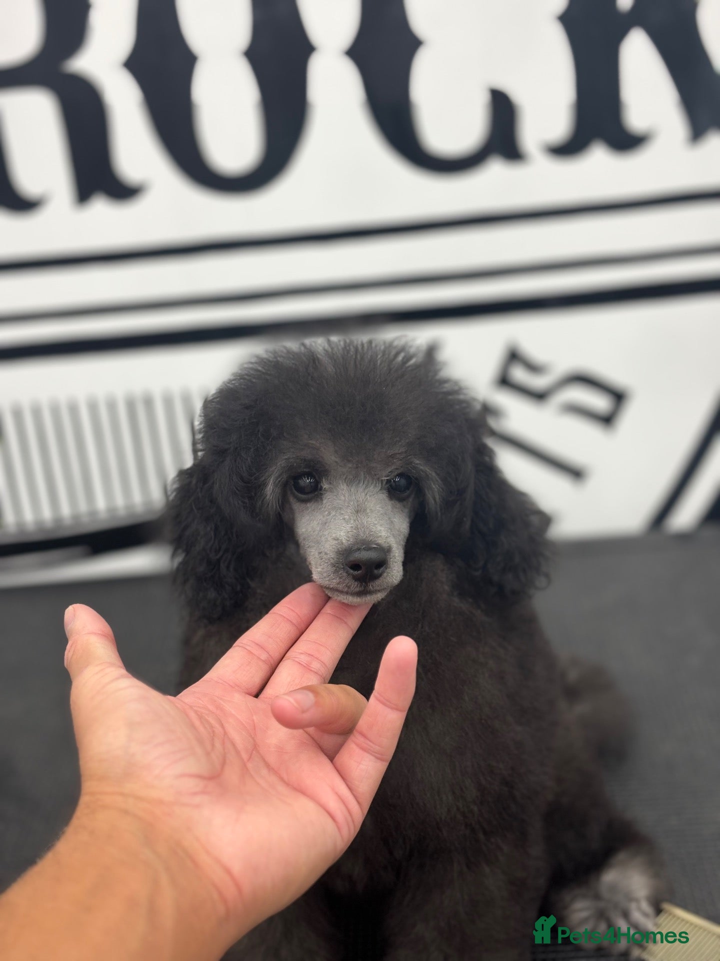 Toy Poodle dogs READY NOW Silver Toy Poodle  - Advert 2