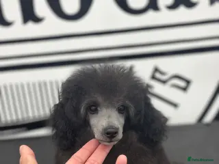 Toy Poodle dogs READY NOW Silver Toy Poodle - Advert 2
