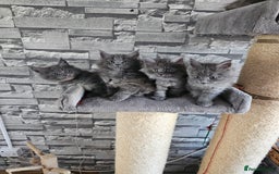 Maine Coon cats for sale: Blue Maine Coon kittens Tica registered in King's Lynn - Image 10