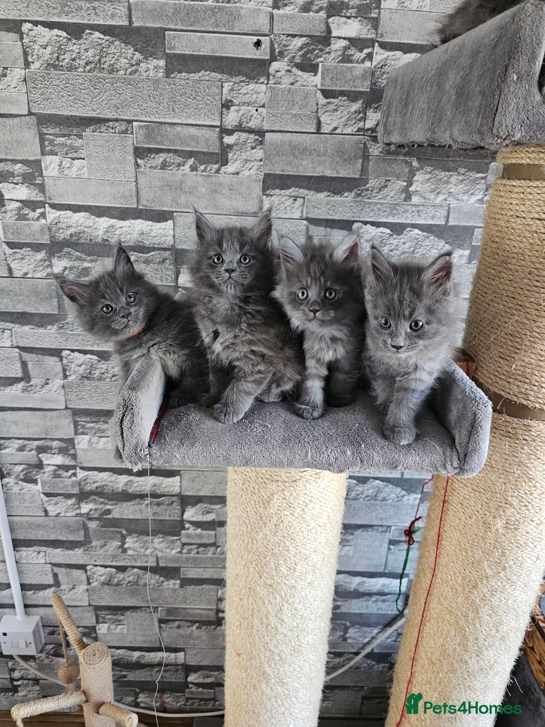Maine Coon cats for sale: Blue Maine Coon kittens Tica registered in King's Lynn - Image 10