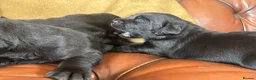Labrador Retriever dogs for sale: Chunky show Labrador Puppies  - Advert 3