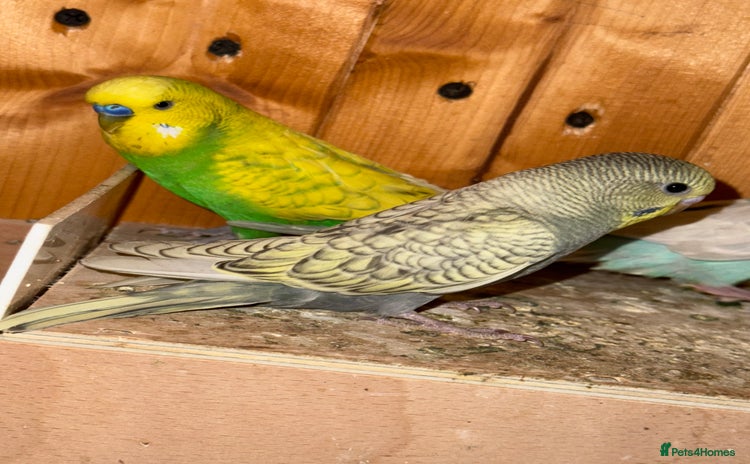 Budgerigars birds - Advert 1