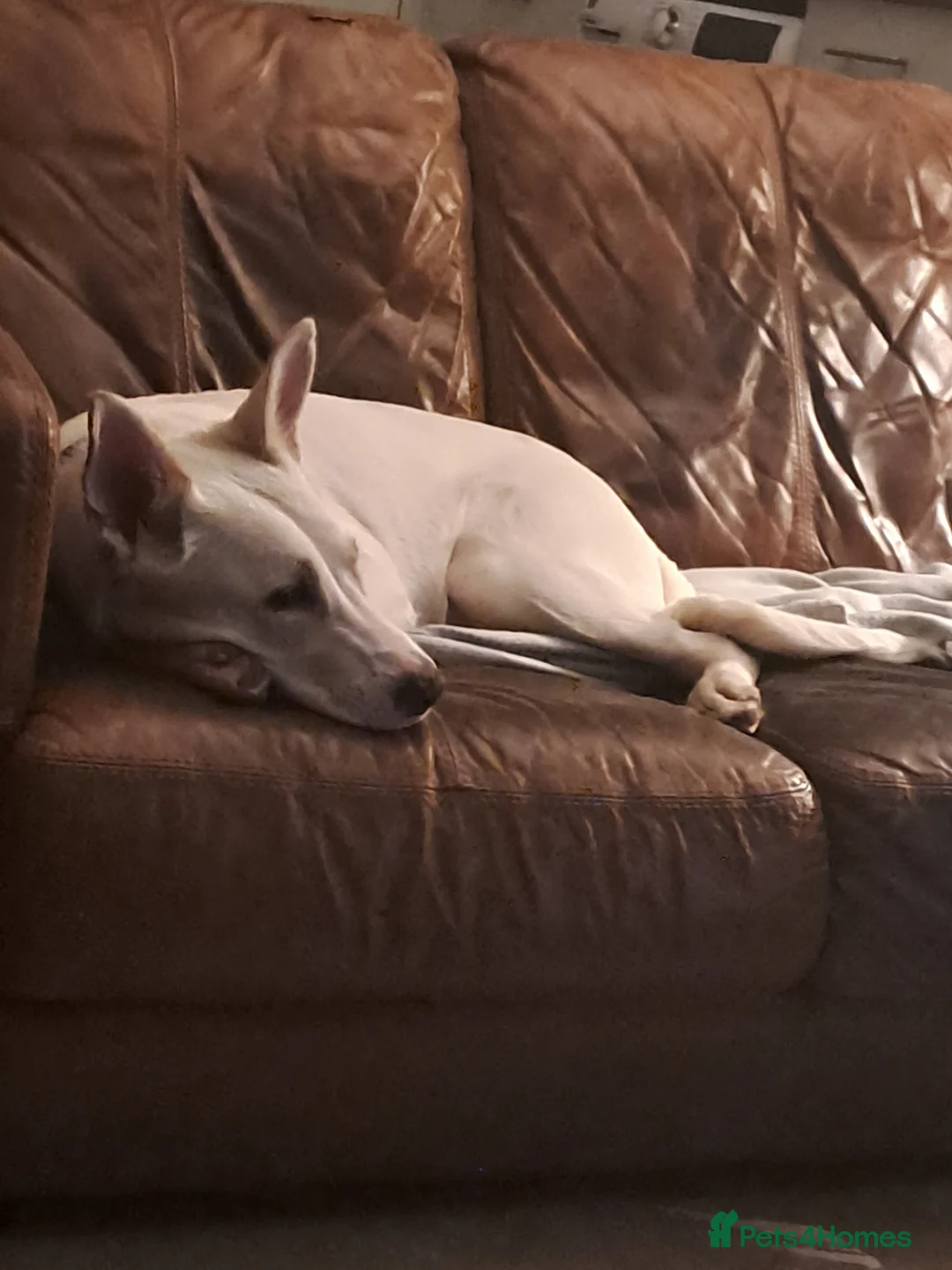 Mixed Breed dogs for sale: Shepherd x  mali 6 months - Advert 4