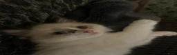 Ragdoll cats for sale: Beautiful baby girl ragdoll  in Liverpool - Advert 5