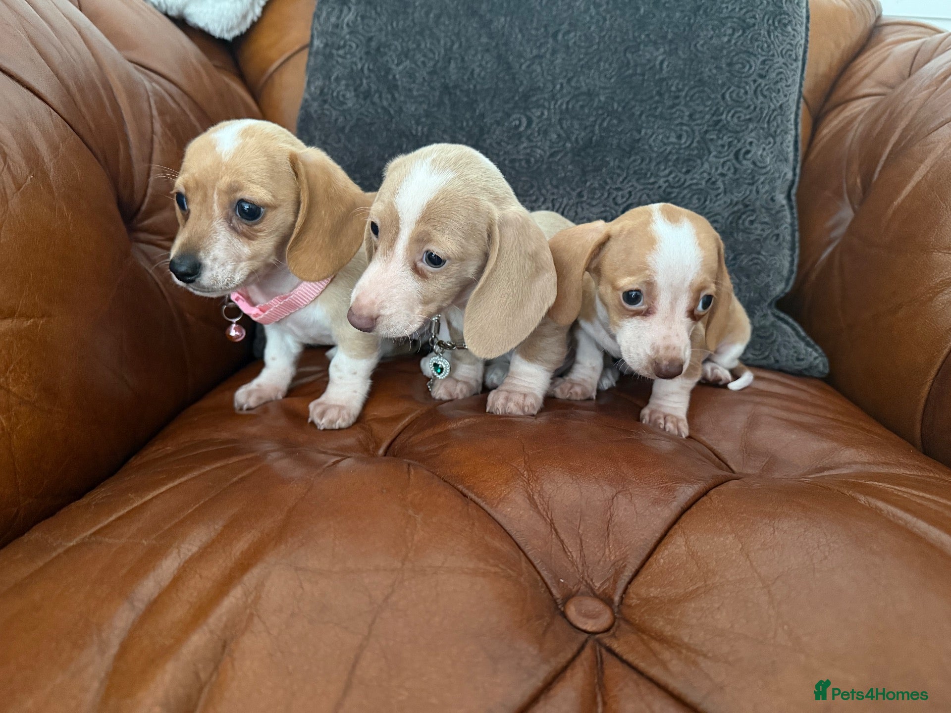 Miniature Dachshund dogs Beautiful Cream Dachshund Pups 5 ⭐ Licensed  - Advert 1