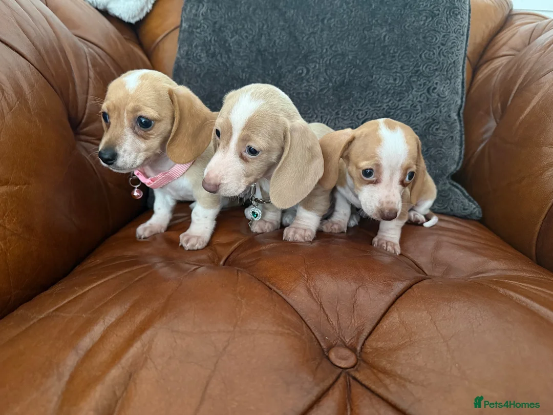 Miniature Dachshund dogs for sale: Beautiful Cream Dachshund Pups 5 ⭐ Licensed  - Advert 1