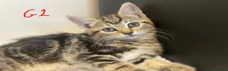 European cats for sale: Beautiful kittens for sale - Advert 10