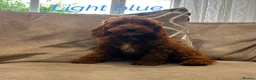Cavapoo dogs for sale: Ready to leave, DNA HEALTH TESTED PARENTS. - Advert 11