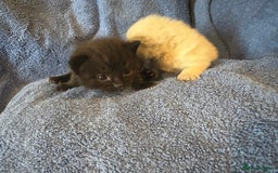 Ragdoll cats for sale: 🐾 Adorable Ragdoll x Maine Coon Kittens 🐾 - Image 15