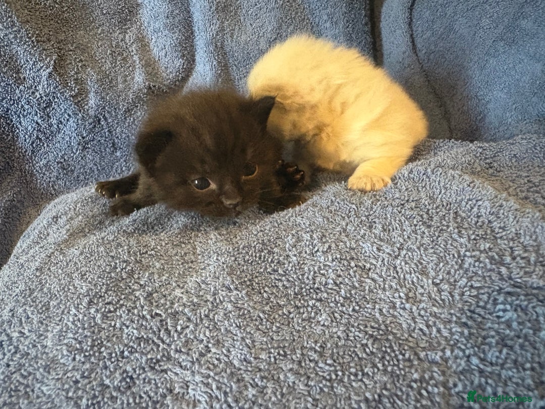 Ragdoll cats for sale: 🐾 Adorable Ragdoll x Maine Coon Kittens 🐾 - Image 15