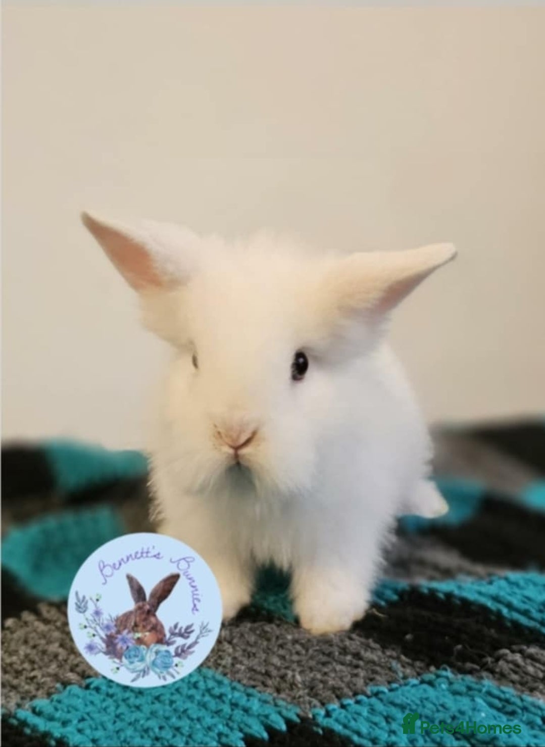 Lionhead rabbits DM Lionhead  - Advert 13