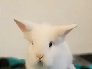 Lionhead rabbits DM Lionhead - Advert 13