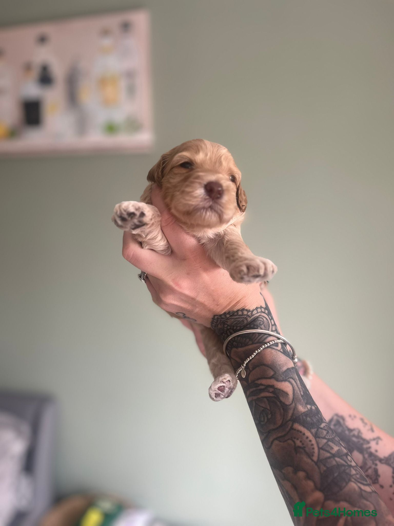 Cockapoo dogs Puppies for sale - Advert 18