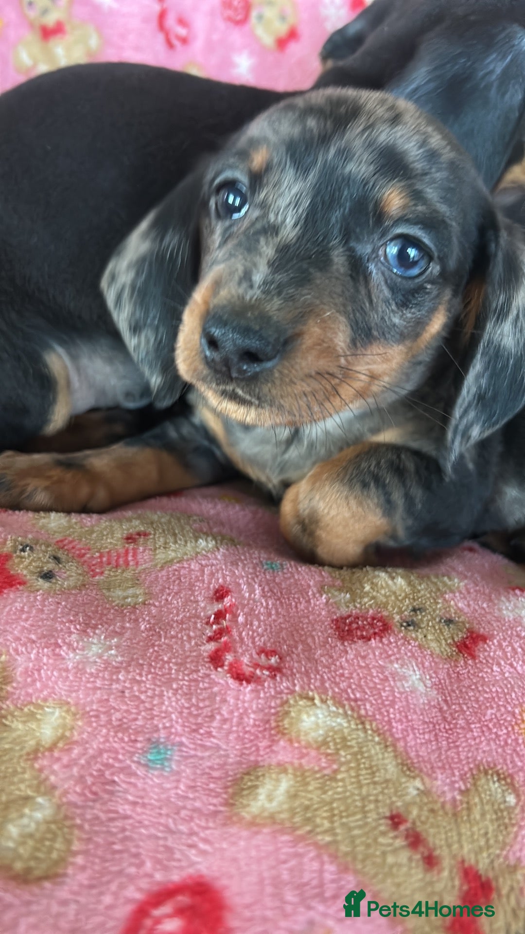 Dachshund dogs Beautiful dachshund puppies for sale  - Advert 9