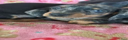 Dachshund dogs for sale: Beautiful dachshund puppies for sale  - Advert 1