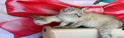 Bengal cats for sale: Blue eyed snow bengals  - Advert 4