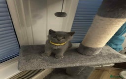 British Shorthair cats for sale: Shorthair Kittens for Sale - Champion Bloodline - Image 11
