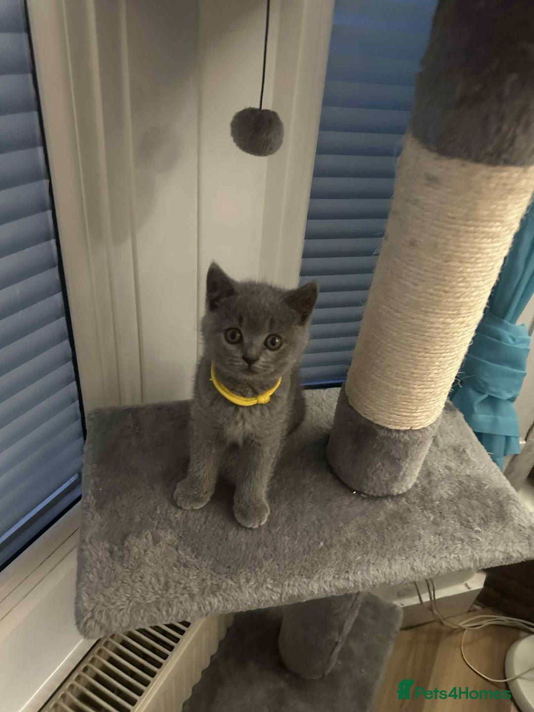 British Shorthair cats for sale: Shorthair Kittens for Sale - Champion Bloodline - Image 11