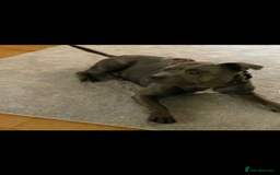 Staffordshire Bull Terrier dogs for sale: Blue and Merle girl Staffordshire Bull Terrier - Image 6