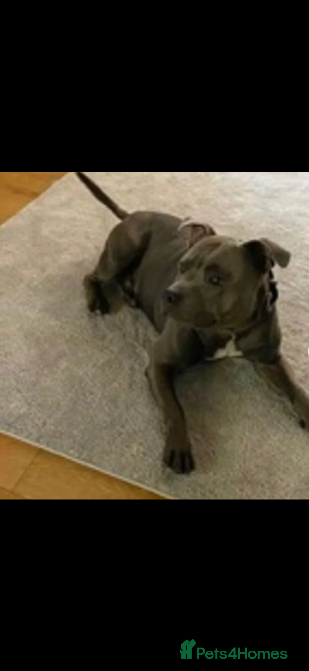 Staffordshire Bull Terrier dogs for sale: Blue and Merle girl Staffordshire Bull Terrier - Image 6